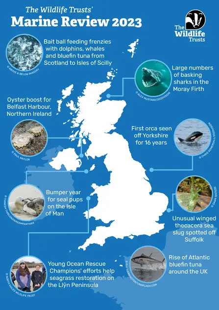 Nature Under Siege: Wildlife Trust Warns of UK Biodiversity Crisis